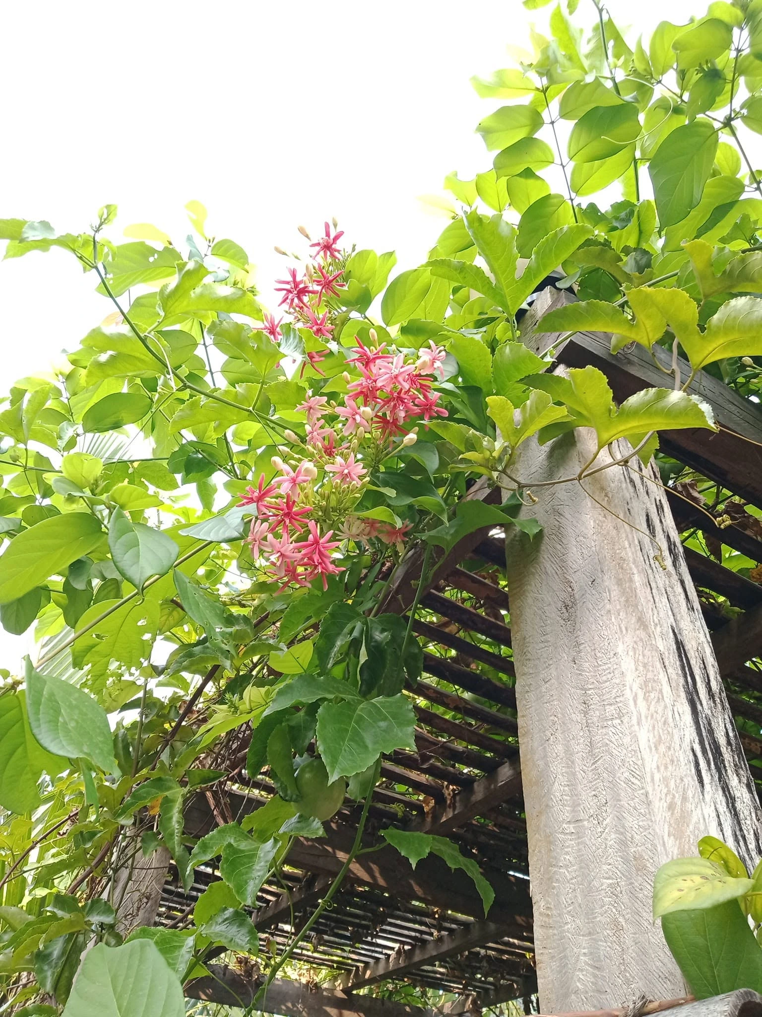 Honeysuckle growing at Village Life