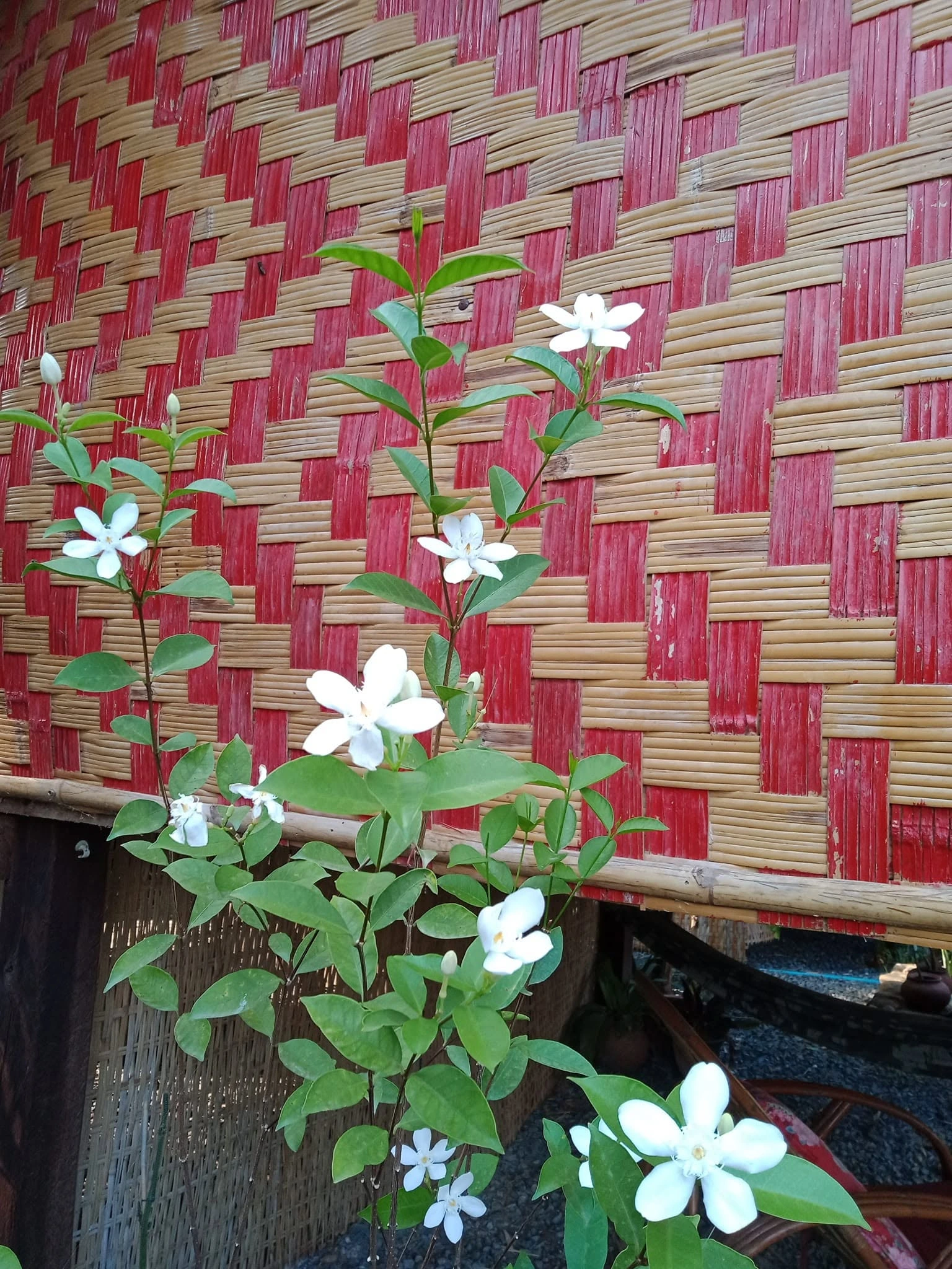 Jasmine at Village Life